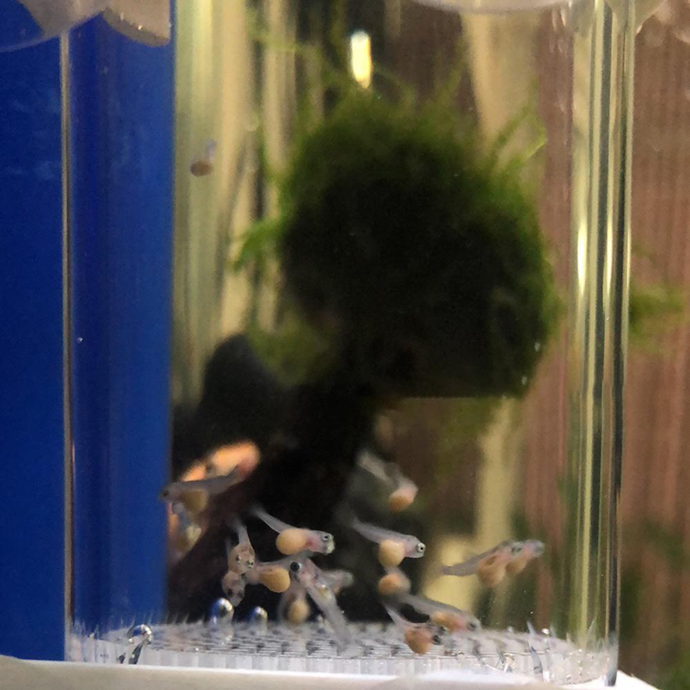 40mm Incubator Fish Hatchery E - Lab Incubator review and price
